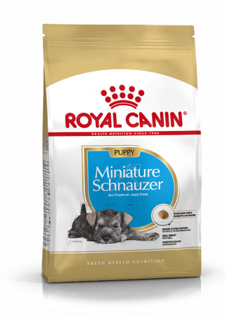 Miniature Schnauzer Puppy